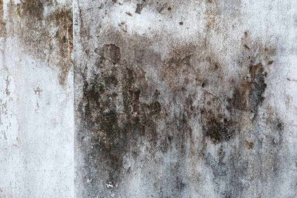 Best Mold Documentation for Insurance Claims  in Grayson, GA