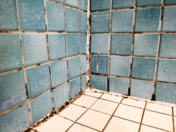 Best Mold Odor Removal Services  in Grayson, GA