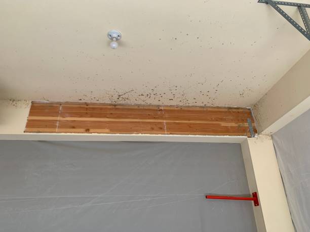 Best Air Quality Testing for Mold Spores  in Grayson, GA