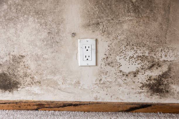Reliable Grayson, GA Mold Removal Solutions